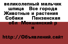 великолепный мальчик шпица - Все города Животные и растения » Собаки   . Пензенская обл.,Мокшанский р-н